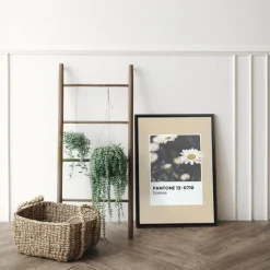 Canvases*Oleka Canvas Canvas - Daisies