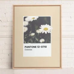 Canvases*Oleka Canvas Canvas - Daisies