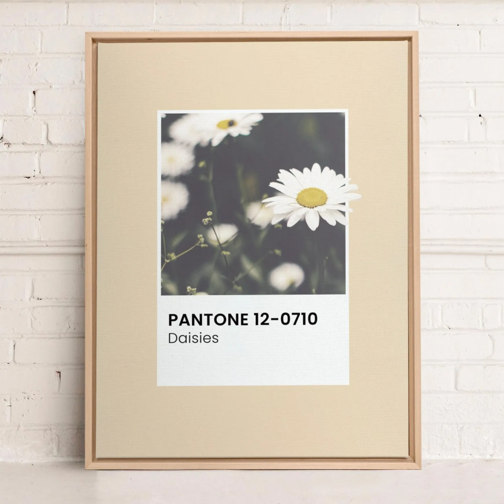 Canvases*Oleka Canvas Canvas - Daisies