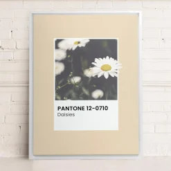 Canvases*Oleka Canvas Canvas - Daisies