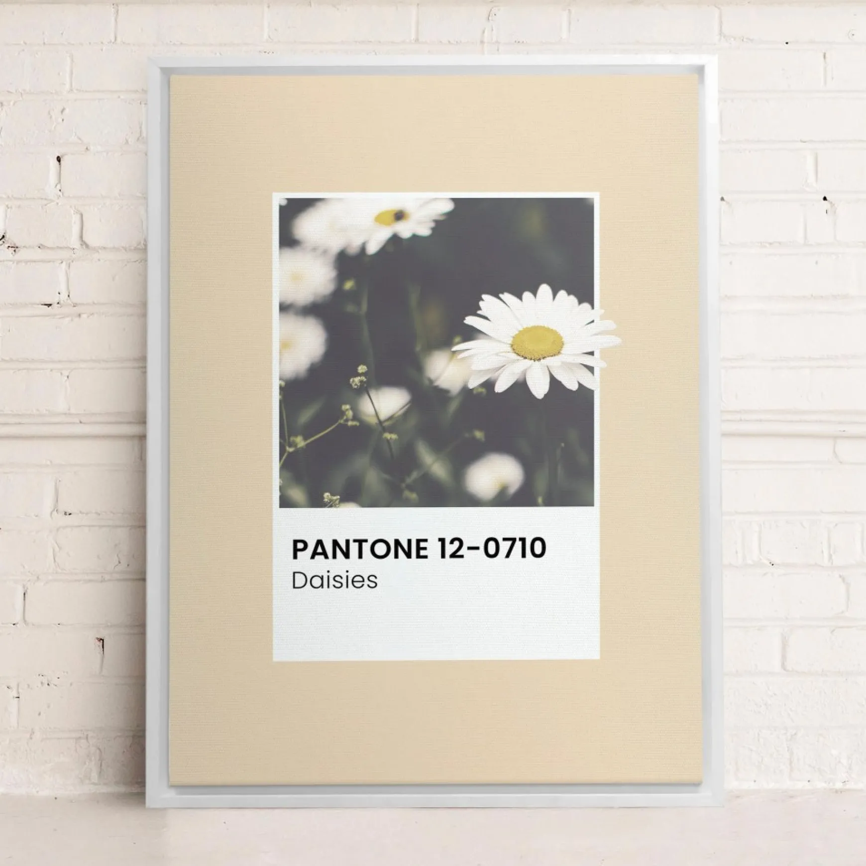 Canvases*Oleka Canvas Canvas - Daisies