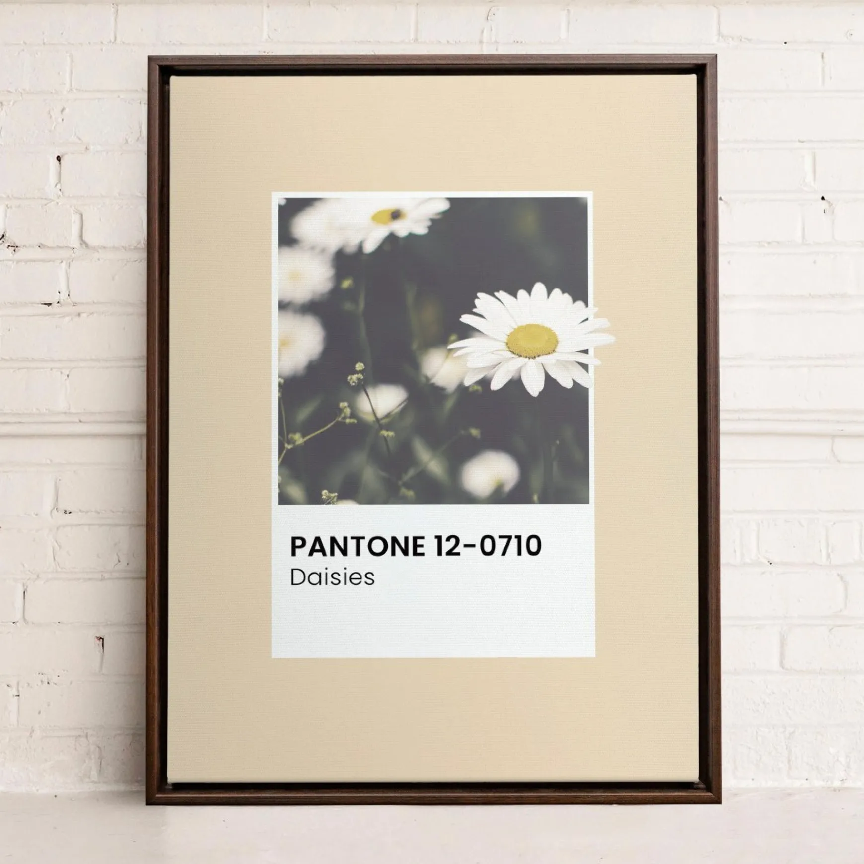 Canvases*Oleka Canvas Canvas - Daisies