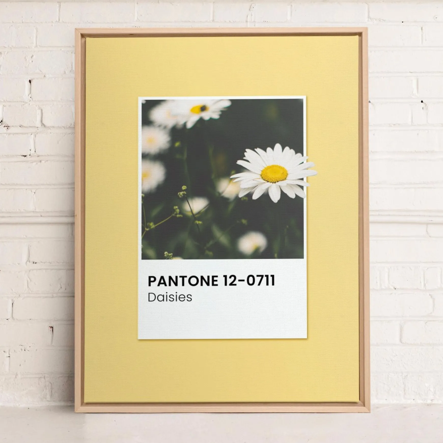 Canvases*Oleka Canvas Canvas - Daisies