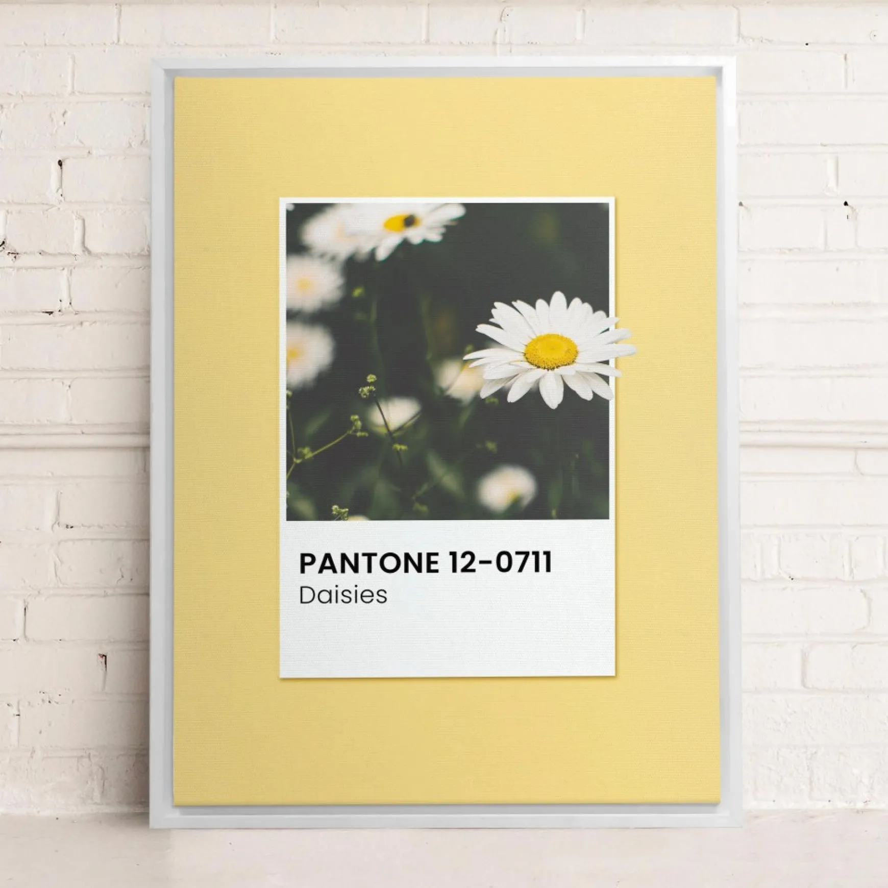 Canvases*Oleka Canvas Canvas - Daisies