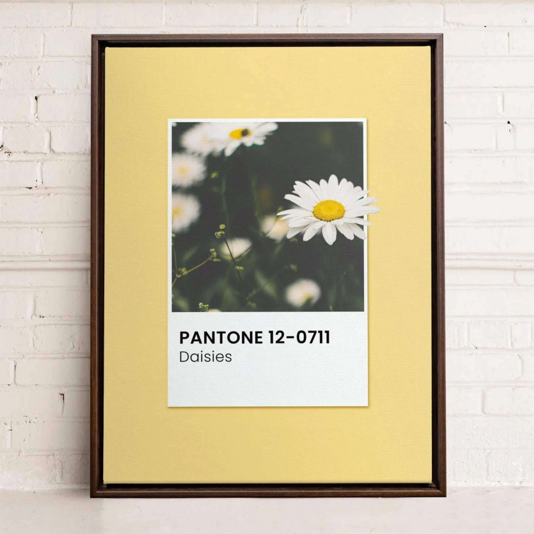 Canvases*Oleka Canvas Canvas - Daisies