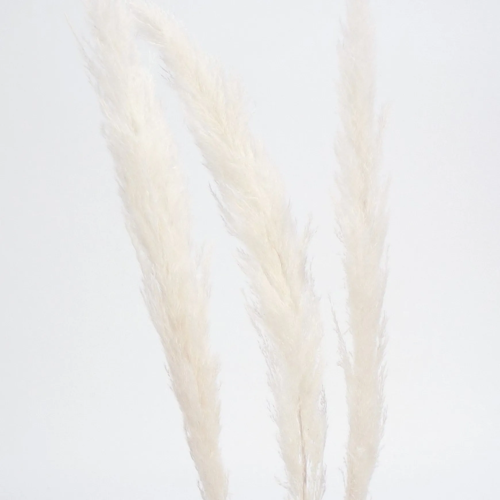 Dried Stems & Flowers*Botanico Dried Pampa Branches - 45"