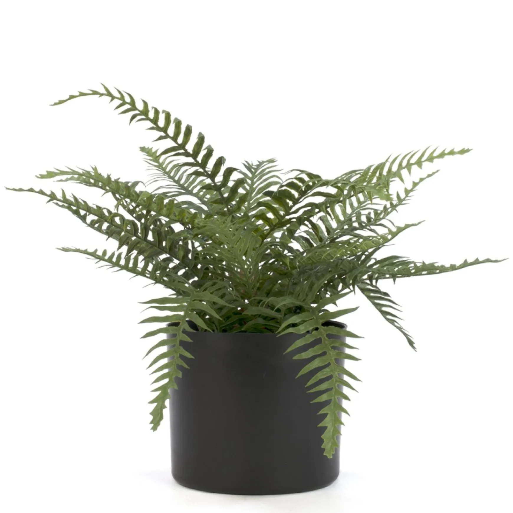 Arrangements*Attitudes Import 2 Fern In Pot