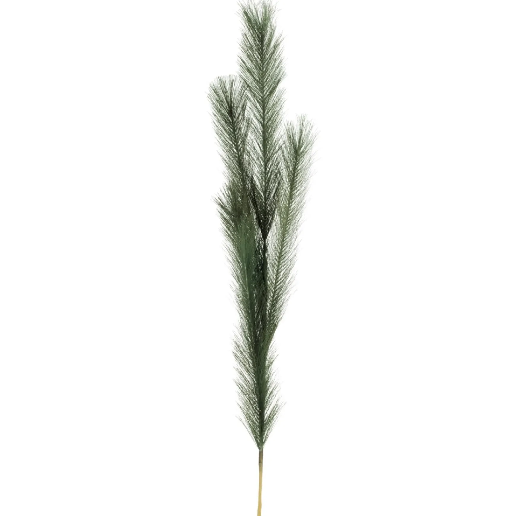 Dried Stems & Flowers*Attitudes Import Green Feather Stem
