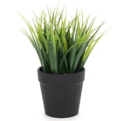 Arrangements*Attitudes Import 2 Green Plant In Pot