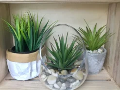 Arrangements*Attitudes Import 2 Green Plant In Pot