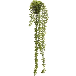 Arrangements*Pine Center Hanging Plant - Jade