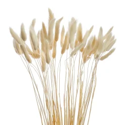 Dried Stems & Flowers*Gift Craft Lagurus Stem Bundle - White