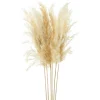 Dried Stems & Flowers*Gift Craft Natural Pampas Branches - 38"