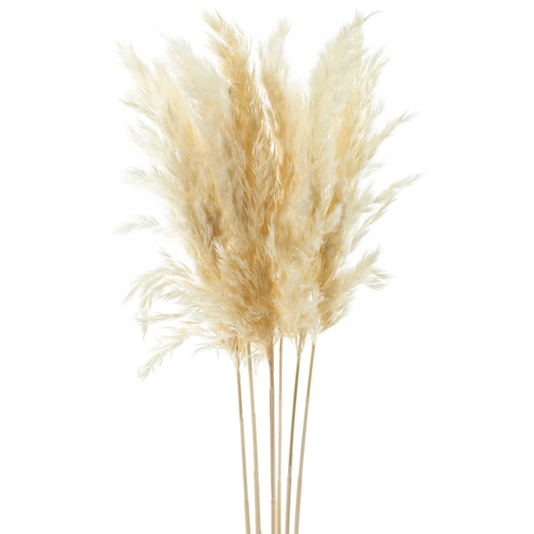 Dried Stems & Flowers*Gift Craft Natural Pampas Branches - 38"