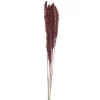 Dried Stems & Flowers*Attitudes Import 2 Pampas Set - Burgundy