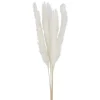 Dried Stems & Flowers*Attitudes Import 2 Pampas Set - Cream
