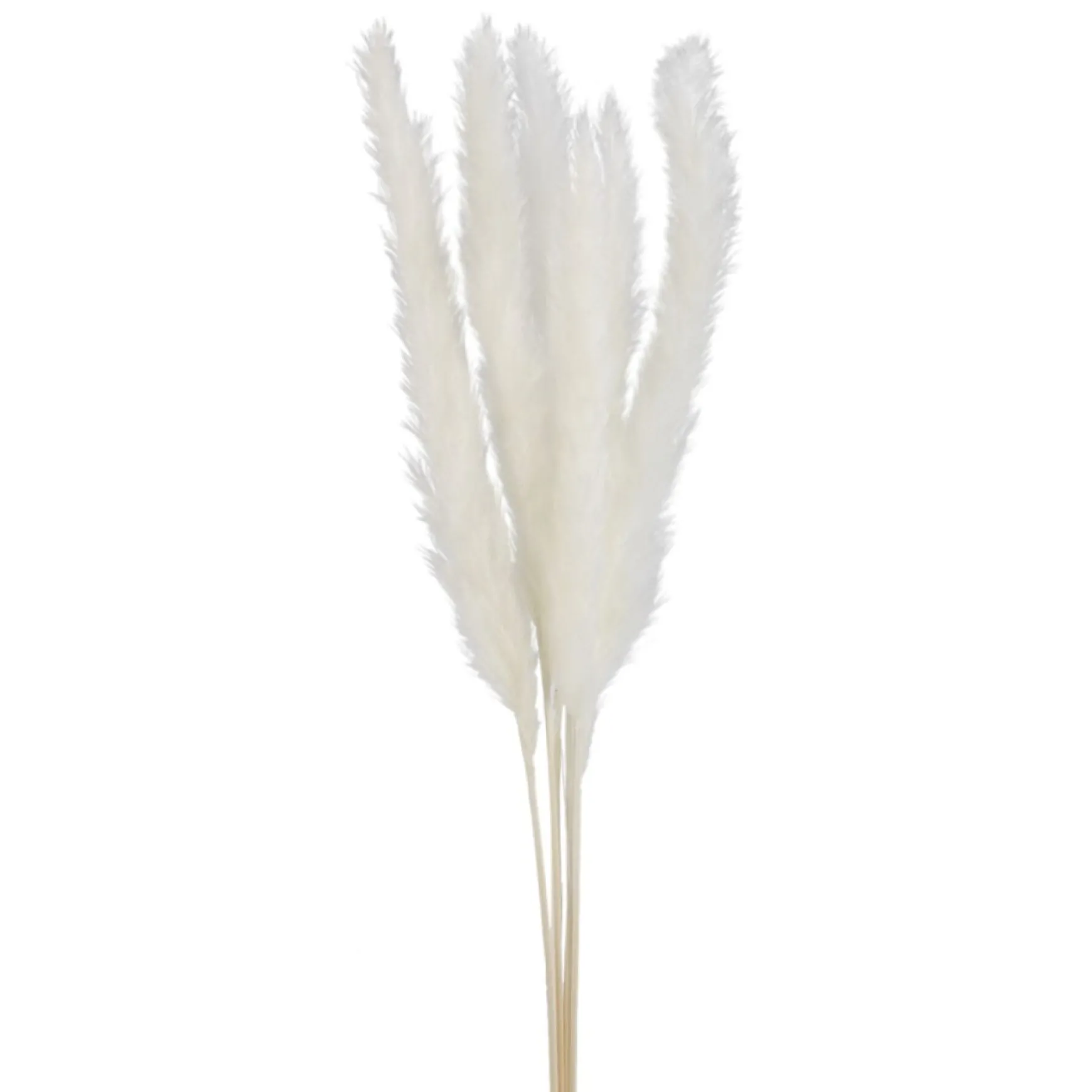 Dried Stems & Flowers*Attitudes Import 2 Pampas Set - Cream