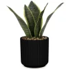 Arrangements*Attitudes Import 2 Sansevieria - Black Pot