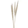 Dried Stems & Flowers*Attitudes Import 2 Set Of 6 Feather Stems - Beige