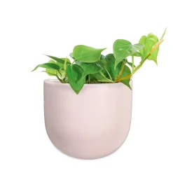 Wall Planters*Abbott Small Wall Vase - Pink