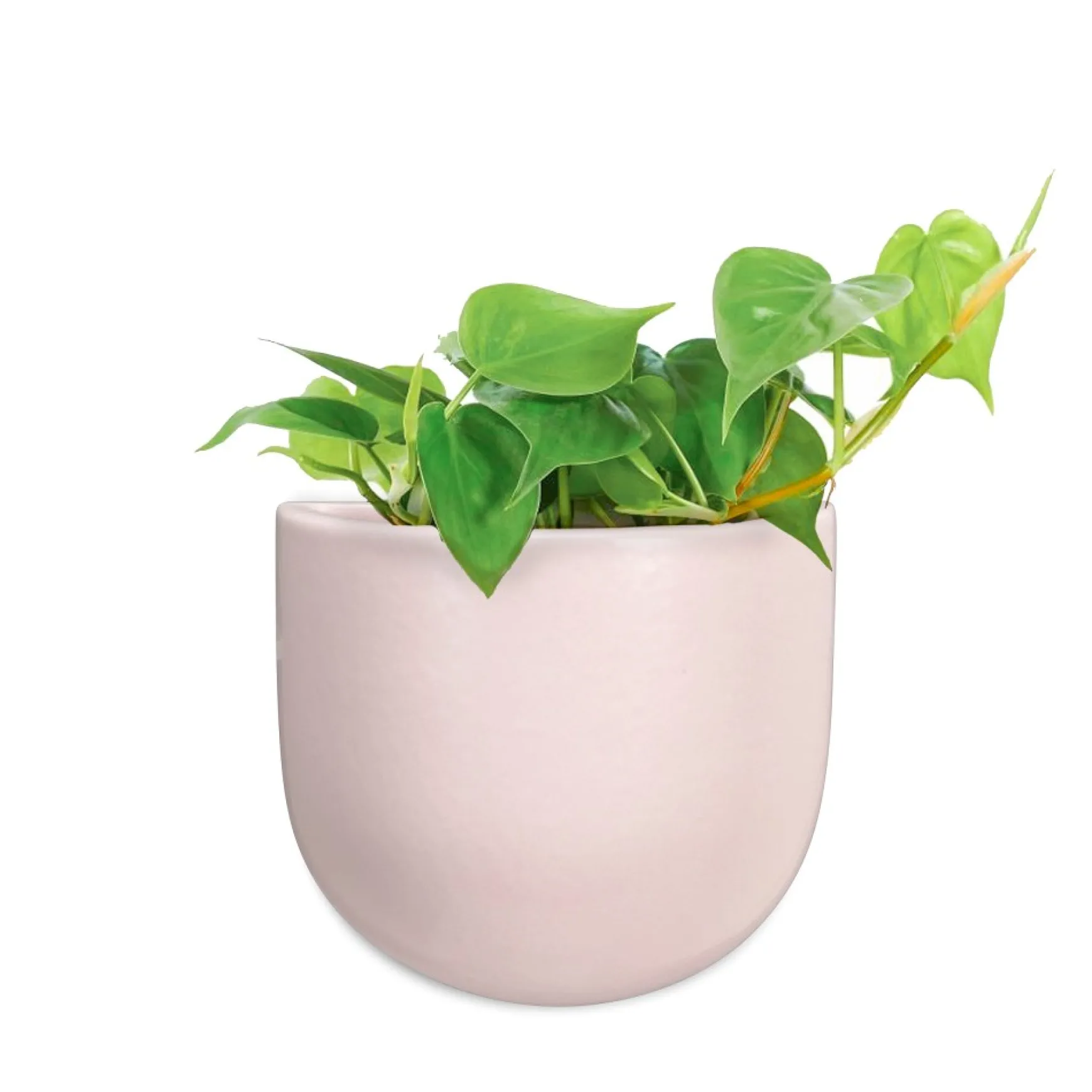 Wall Planters*Abbott Small Wall Vase - Pink