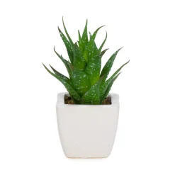 Arrangements*Attitudes Import Succulent In White Pot
