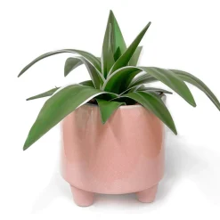 Vases & Pots*Nostalgia Import Vase 3 Feet - Tripoli Pink