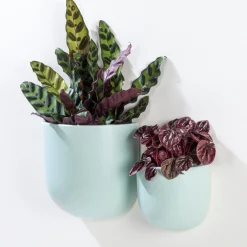 Wall Planters*Abbott Wall Vase - Mint Green